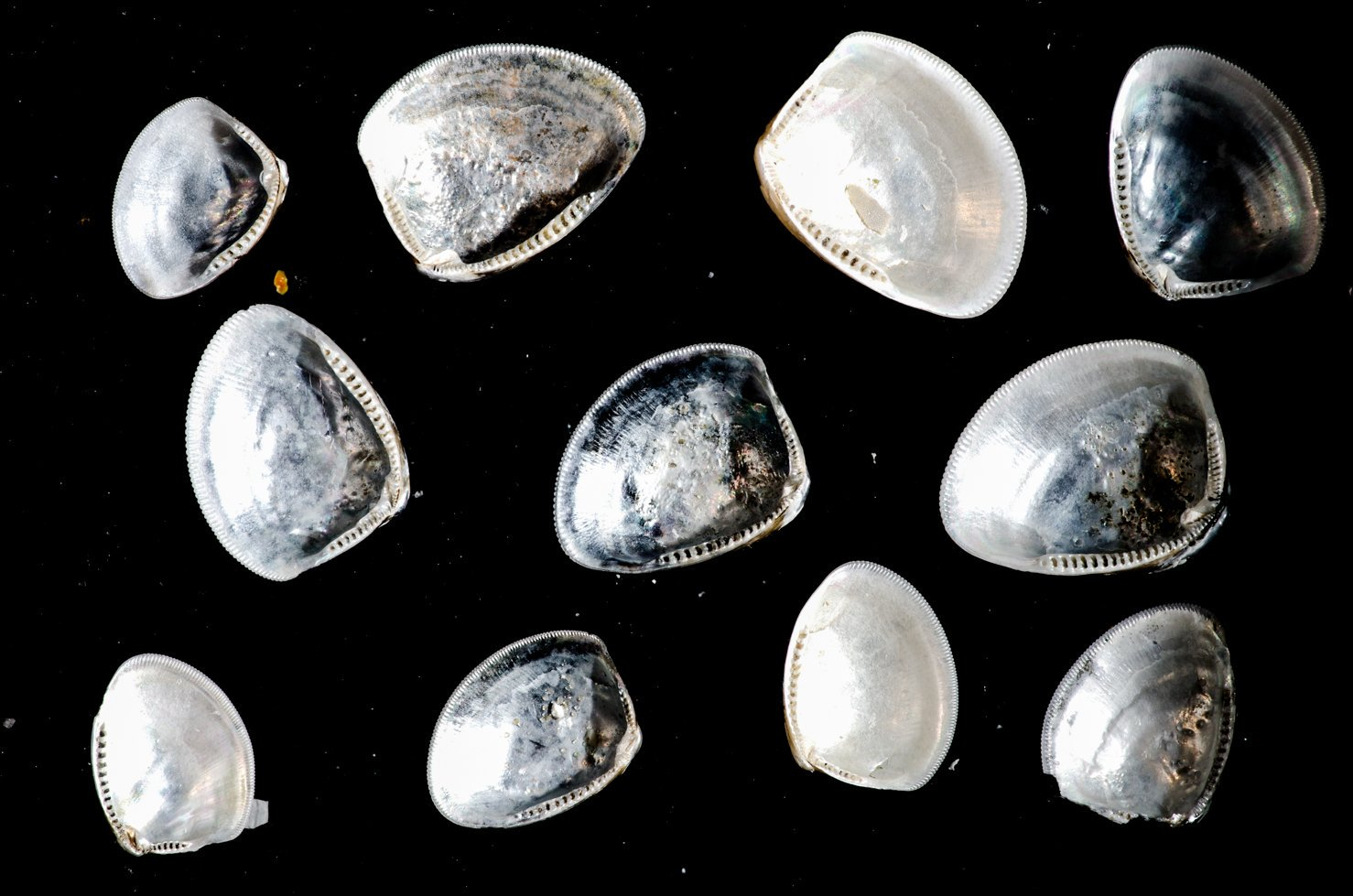Another beautiful bivalve that we find frequently is Nucula nitidosa, with its shiny mother-of-pearl inside and characteristic teeth along the shell edge. Photo: Lodewijk van Walraven