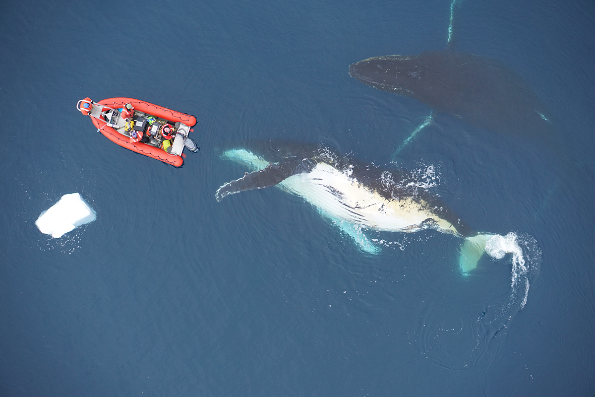  Eastern Pacific - tagging blue whale_ELH Credit information: Elliott Hazen, NOAA. Photos taken under permit ACA / NMFS #16111. 
