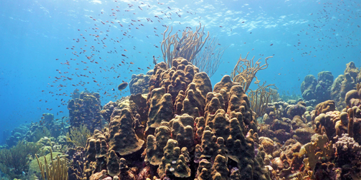 Viruses, bacteria and biochemical mediate coral-algae competition. Photo: Ty Roach.