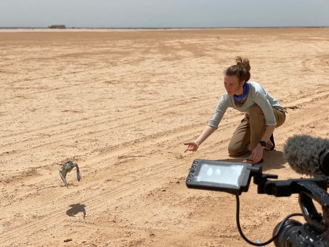 Eva Kok releasing one of the red knots with a satellite transmitter. © Sylvain Grolleau - Storyland/ZED