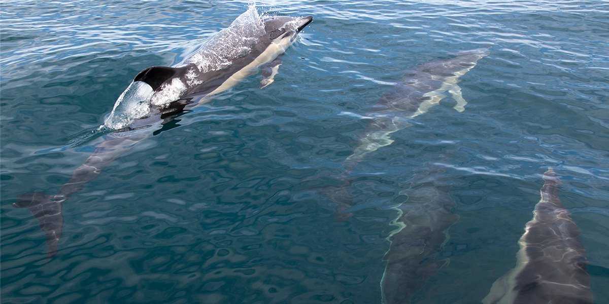 Short-beaked common dolphin <i>Delphinus delphis</i>, Rob Jansen/Shutterstock.com