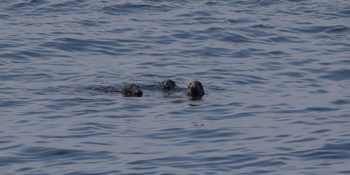 Grey seals