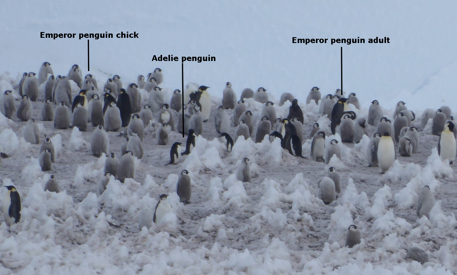 The last Emperor penguin chicks of the season colony at the Atka Bay. Photo: Charlotte Eich.