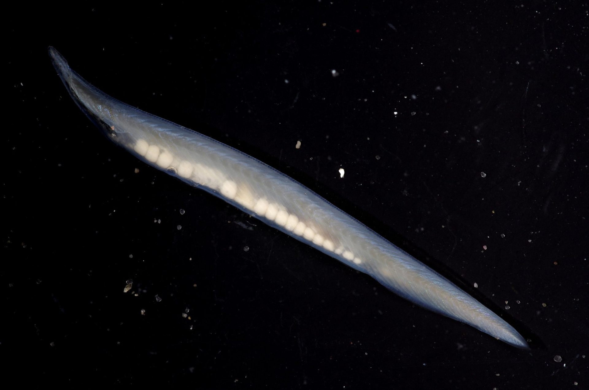 This lancelet "lancetvisje" looks like a fish but it's an invertebrate! It has a notochord (precursor to the spine). Lives half-buried in the sand where it filter feeds with primitive gills (top left). Photo: Lodewijk van Walraven