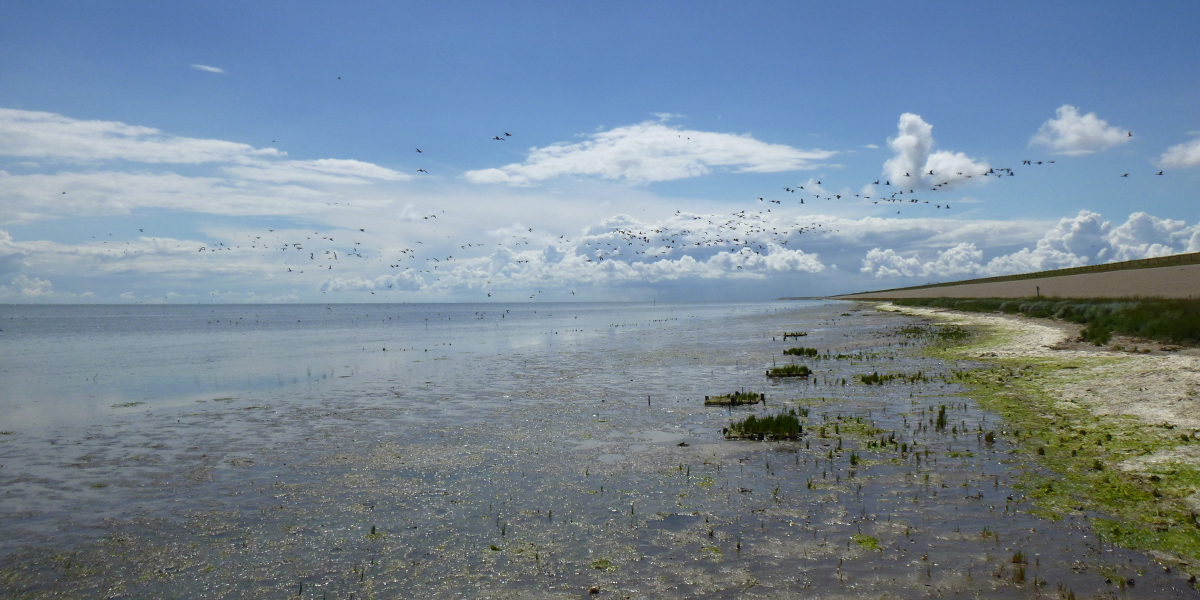 A slowly eroding salt marsh (right). In the middle you can see green islands made up of cordgrass and samphire. This is where we placed biodegradable structures which simulate emergent properties. Site: De Schorren, Texel. Photo: Ralph Temmink.