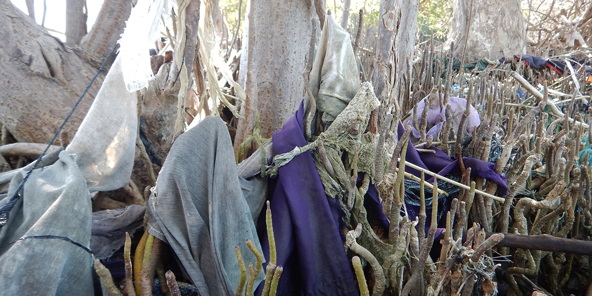 Plastic trapped in mangroves. Photo: Celine Bijsterveld (NIOZ)