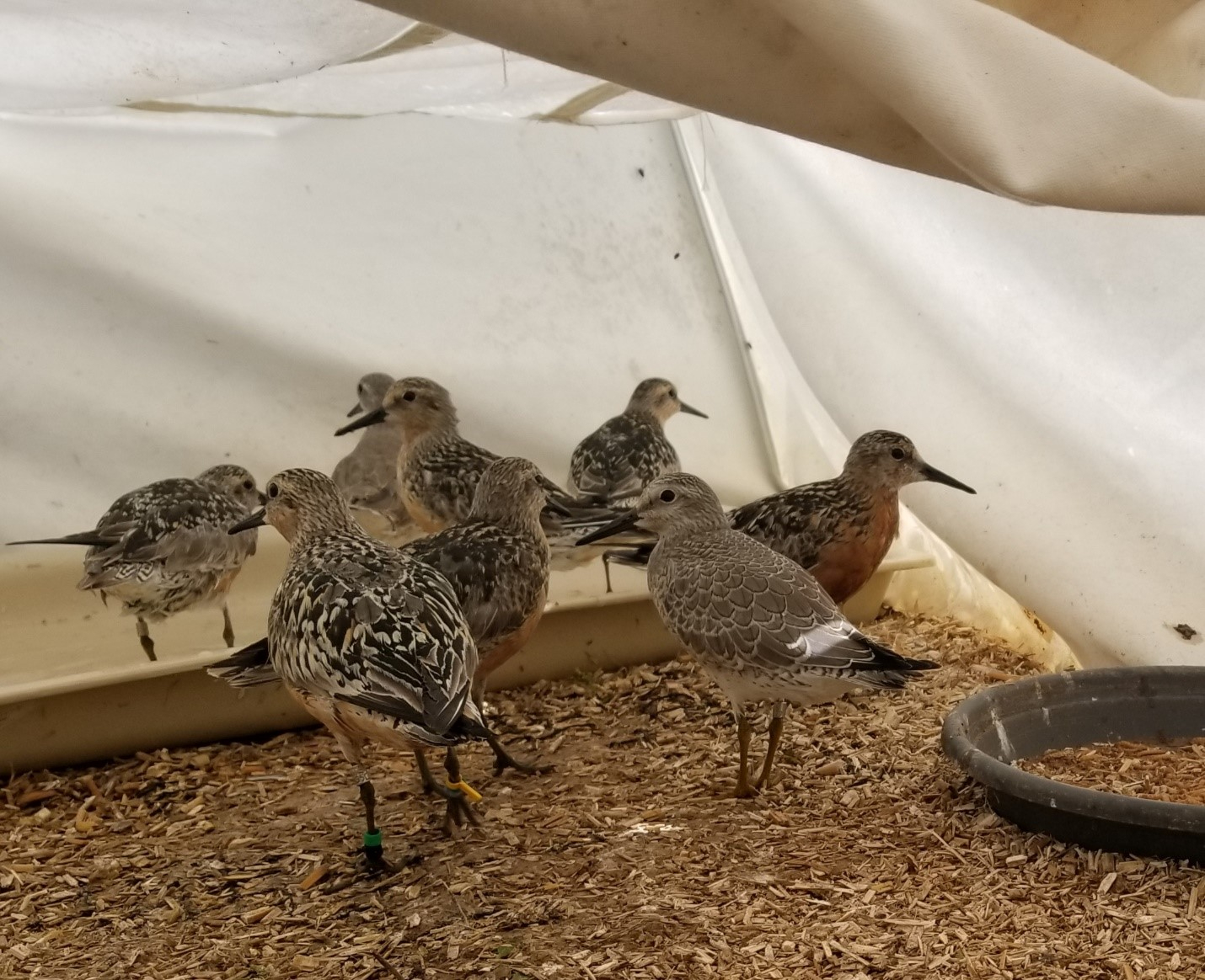 De juveniele kanoet tussen de volwassenen in het tijdelijke verblijf. Foto: Evy Gobbens