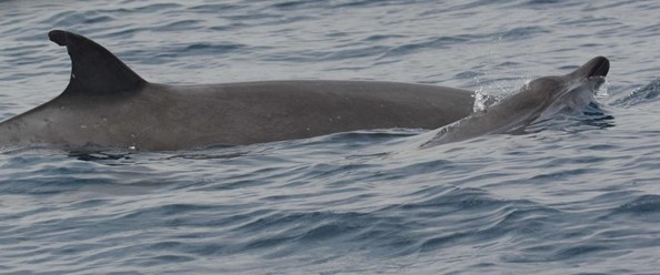 Sowerby’s beaked whale (Mesoplodon bidens) mother and calf surfacing in the waters off Terceira Island, Azores. Picture: Kelp Marine Research