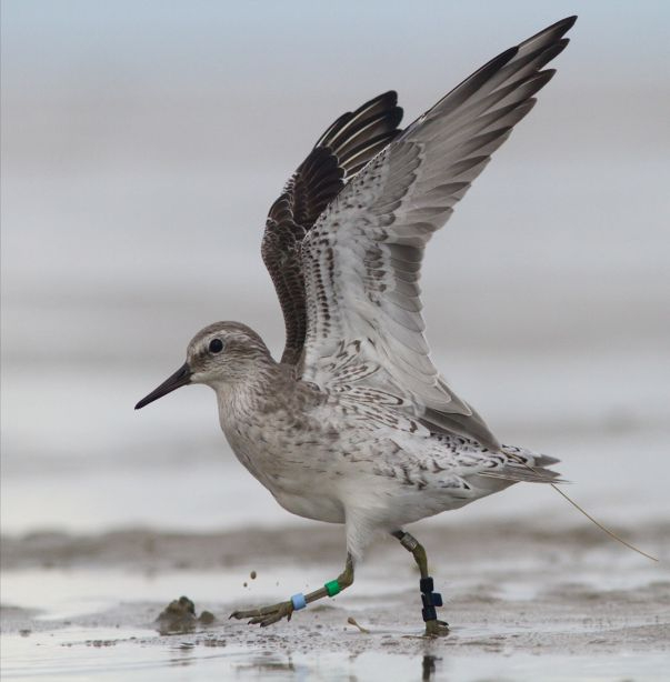 Red knot with transmitter (© Benjamin Gnep). 