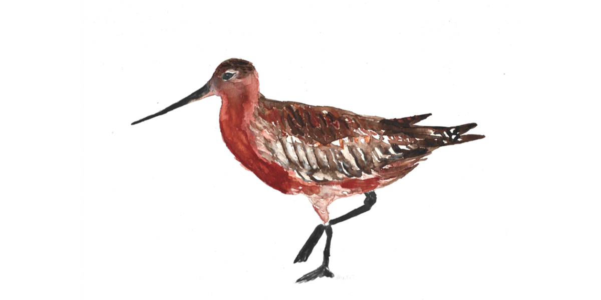 Drawing of Bar-tailed Godwit by Marie Guilpin, NIOZ