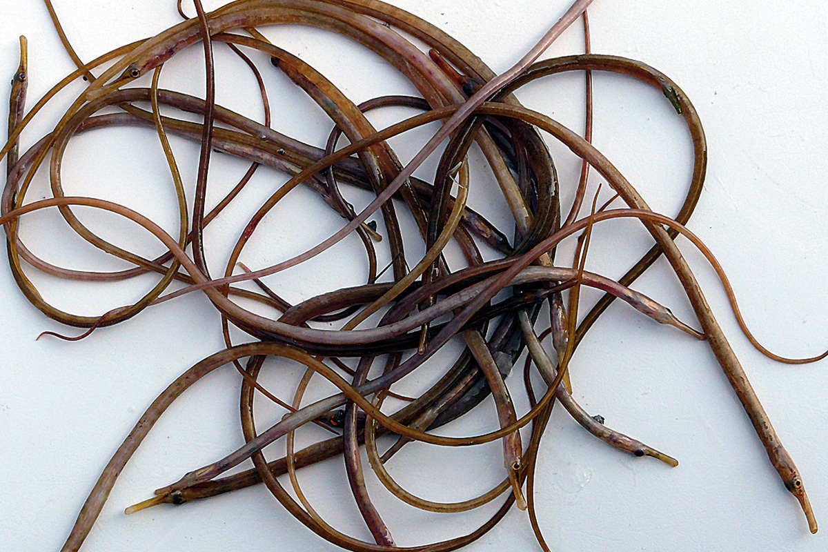 A catch of Snake pipefish. Photo: Robin Somes