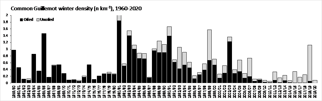 Aantal dode Zeekoeten per kilometer strand in Nederland. In zwart: olieslachtoffers, in grijs: schone vogels. (Uit: Camphuysen 2019. A decline in oil rates consolidated. NIOZ Report for Rijkswaterstaat).