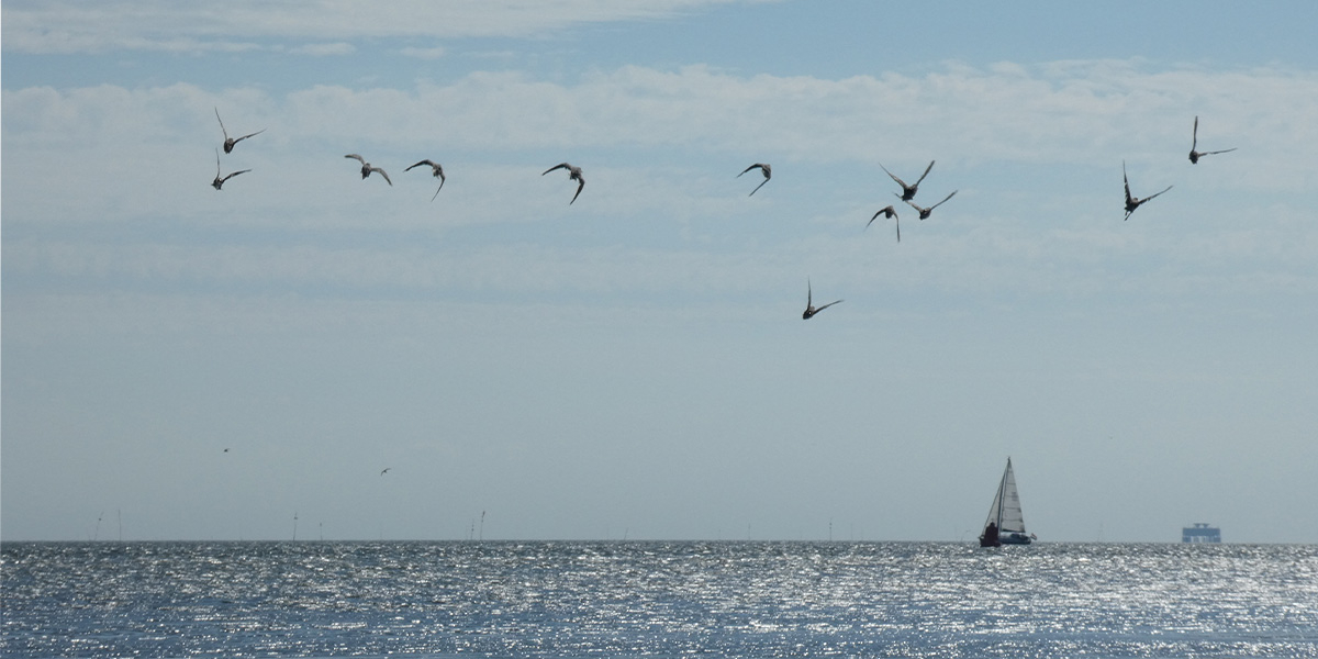 Released knots leave together. Photo: NIOZ