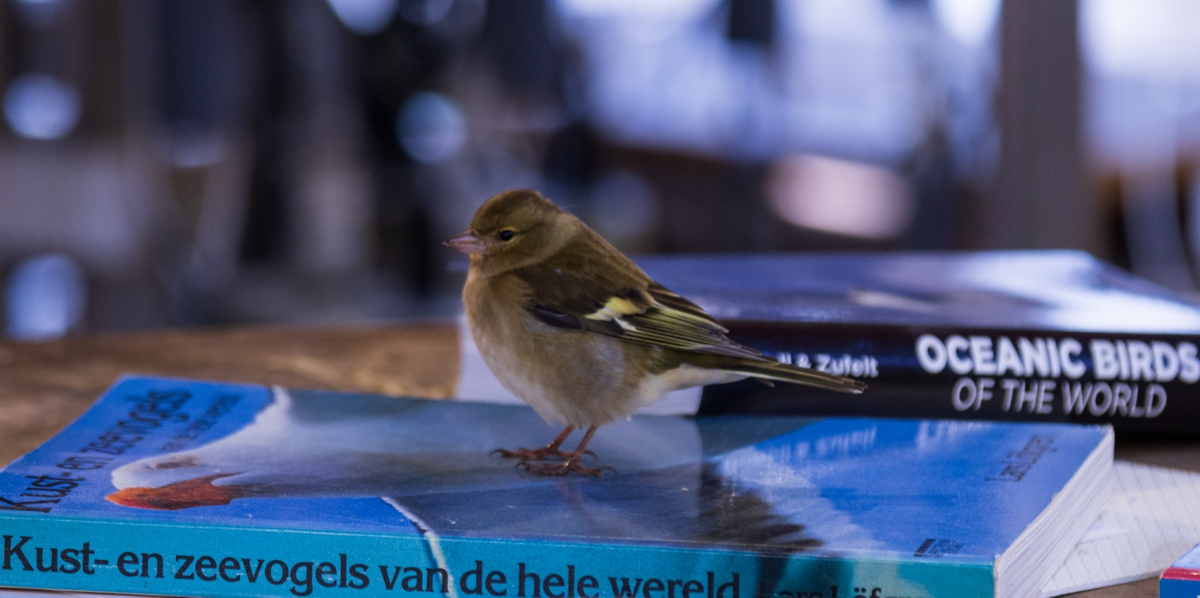 A little stowaway studying books in the hangar of RV Maria S. Merian [photo credit: Daan Eldering]