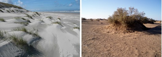 Dunes on Ameland and nebkhas near M'hamid, Morocco. Photos Bas Arens and Koen Siteur.