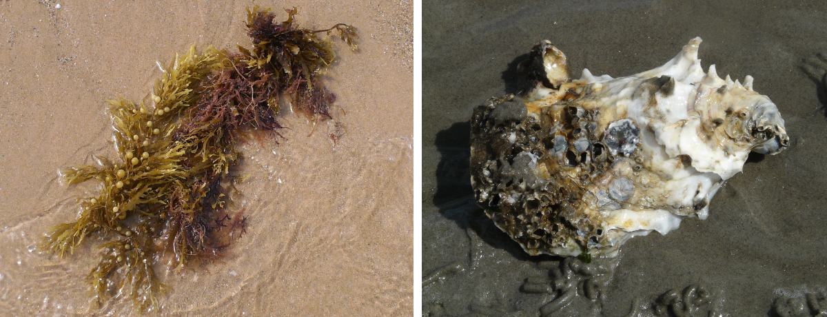 Left: Japanese wireweed, Sargassum muticum. Right: Pacific oyster