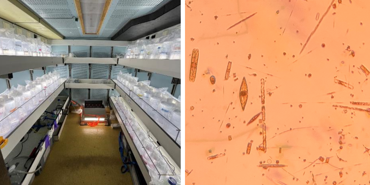 Trace metal free incubations in our culturing container at 2°C; a selection of microscopic algae (phytoplankton) that we found in Prydz Bay (Photos: Marrit Jacob)