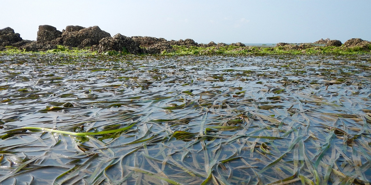 Een veld van groot zeegras (Zostera marina) in de provincie Shandong, China.