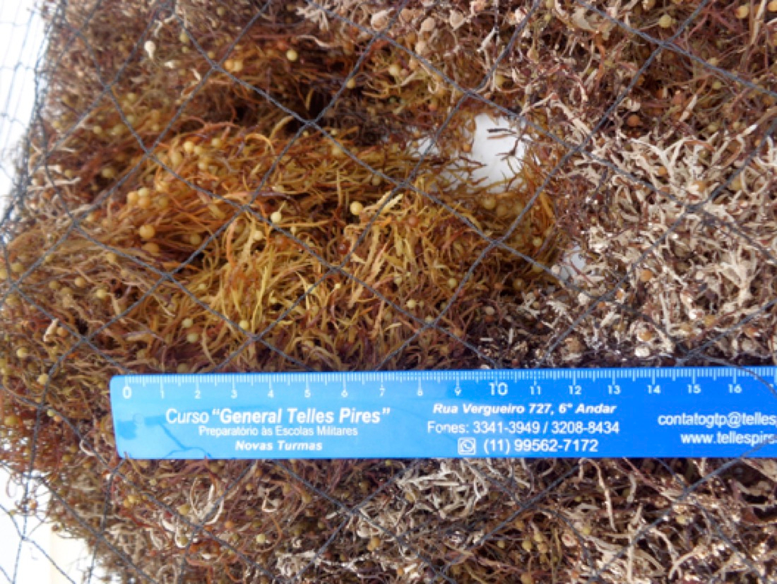 Example of a simulated Sargassum stranding event. Photo: Inara Regina W. Mendonça