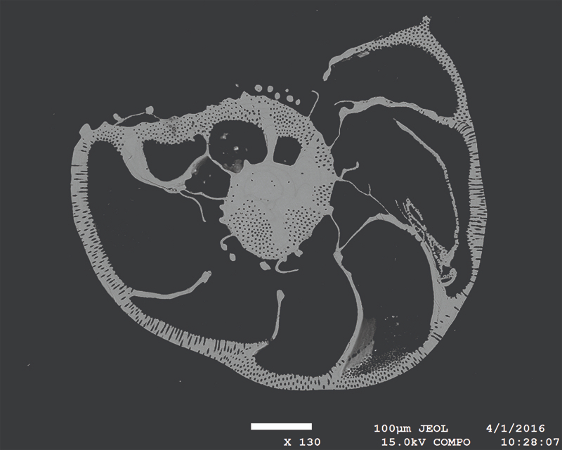Doorsnede van een foraminifer (Amphistegina lessonii) gekweekt bij een aangepast zoutgehalte, zo gepolijst dat de chemie binnen in de schelpwand bestudeerd kan worden.