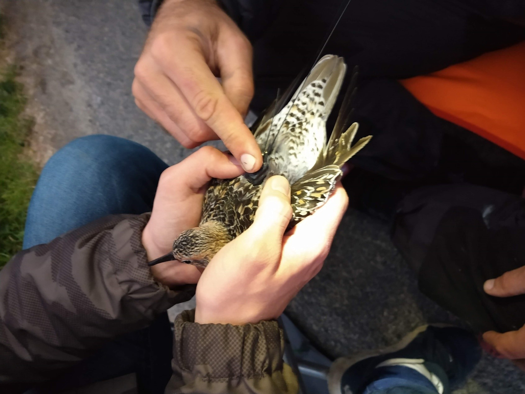 Fig. 3. Tags were glued to the birds’ back and will thus be shed when the birds molt into winter plumage after the summer