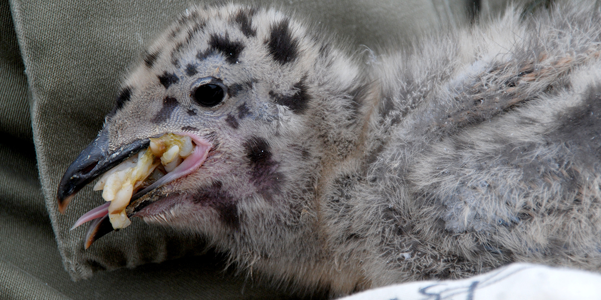 Photo (Rosemarie Kentie): Herring Gull chick throwing up Ensis. When returning the chick to its nest, we always return its food as well. 