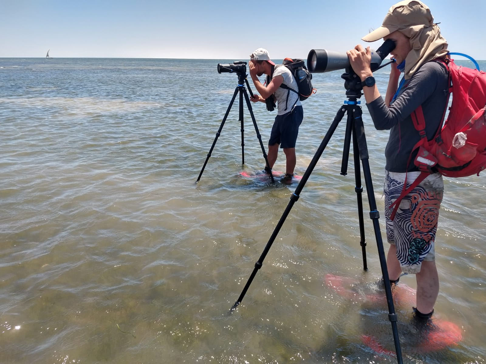 In search for tagged birds. Photo: Jan van Gils