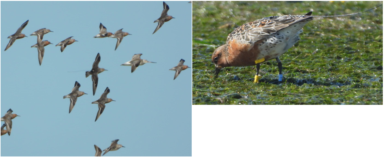 Unless no red knots have left the area for migration northward, the birds do well, photographed in flight (left) and on the mudflats (right). In flight, check out the bird with the transmitter (in the center of the photo) nicely lined up with the rest of 