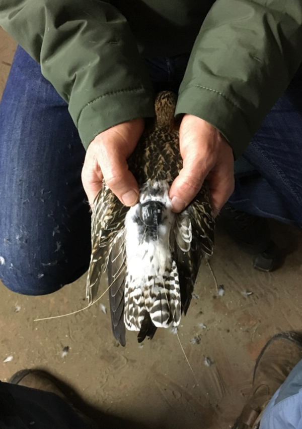 A WATLAS tag (the large tag) with a MOTUS tag on top, glued on the back of a Bart-tailed godwit. Photo: Roeland Bom