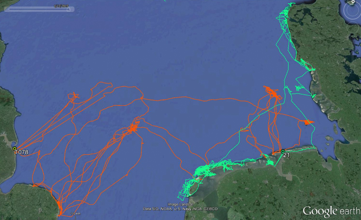 Swimming routes. Red line: Grey seal, green line: Harbour seal. Source: WMR