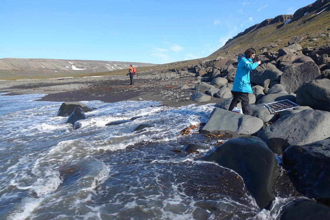 Lauren Wiesebron mapping the seaweeds at low tide. Photo: Rob Buiter