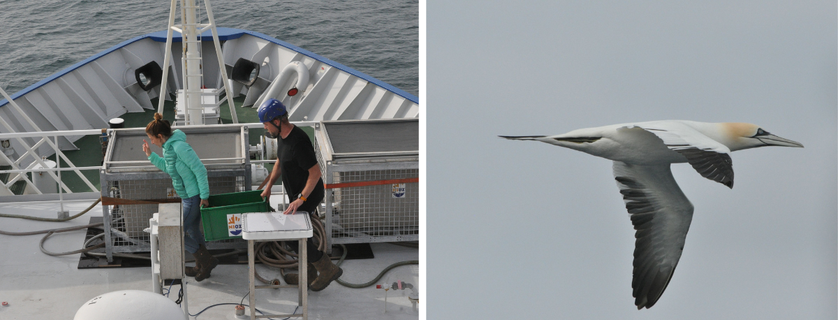 Left: Eleonora and Loran at the incubators. Right: Northern Gannet