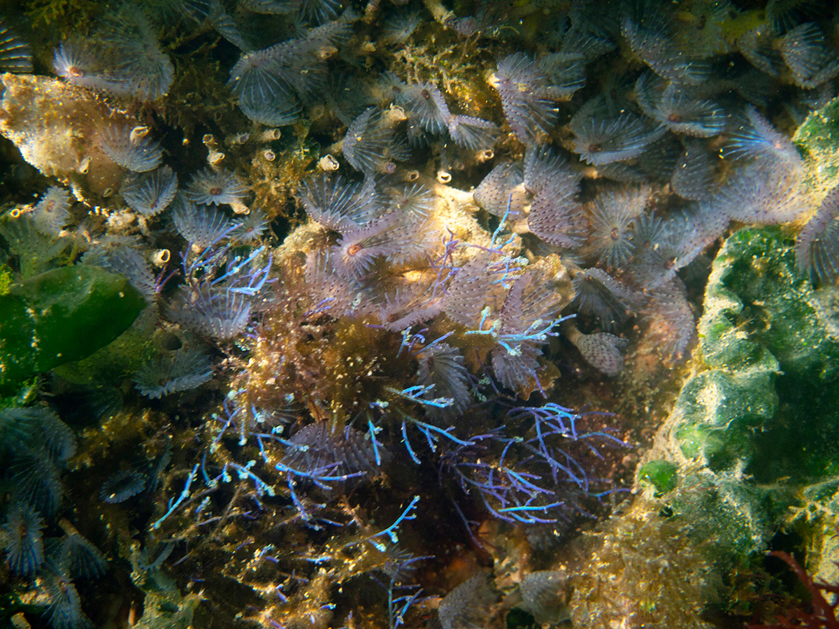 Photo taken in underwater lab, by Annette Bouwels