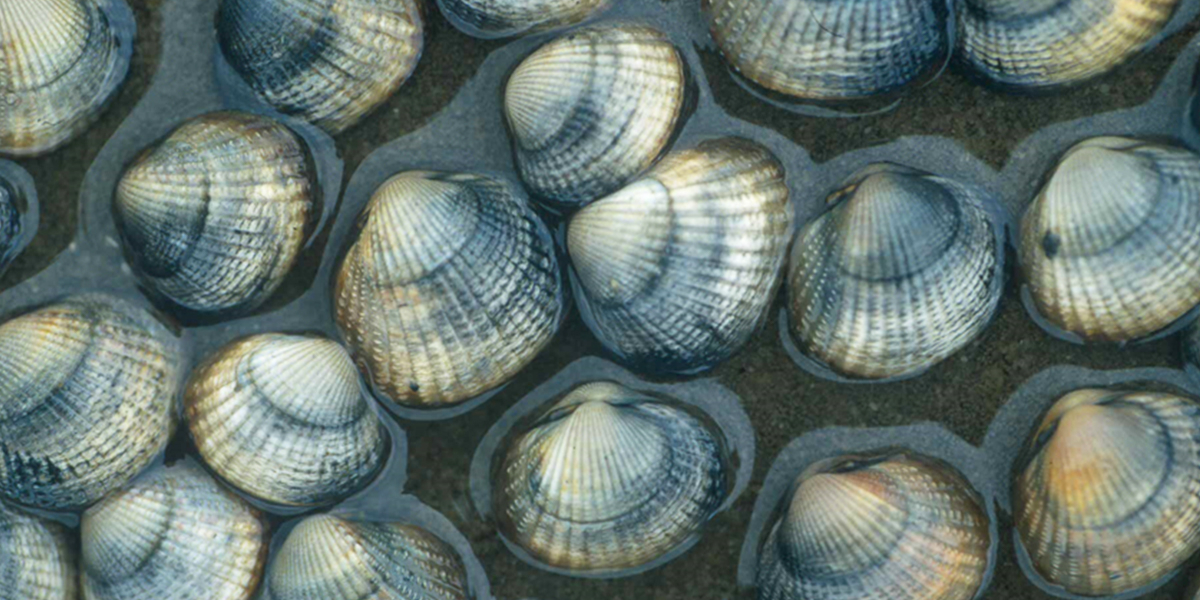 The common cockle <I>Cerastoderma edule</I> is distributed along the entire European coast and is thus perfectly suited to study biogeographical patterns of its parasites. Photo: David Thieltges
