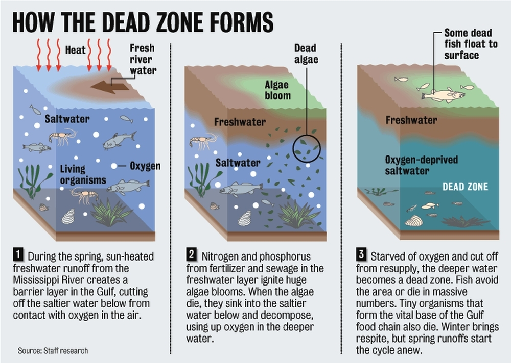 Formation of the Gulf of Mexico Dead Zone. Image: Dan Swenson, Flickr.