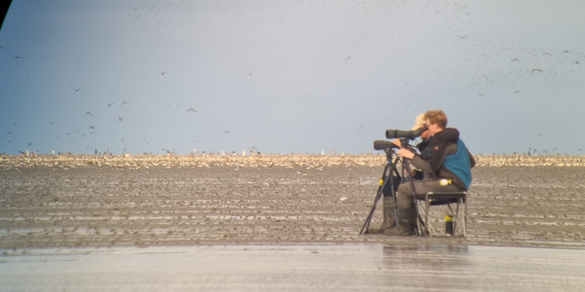 Timo en Nielsobserveren enorme groepen vogels op het wad. Foto: Evy Gobbens