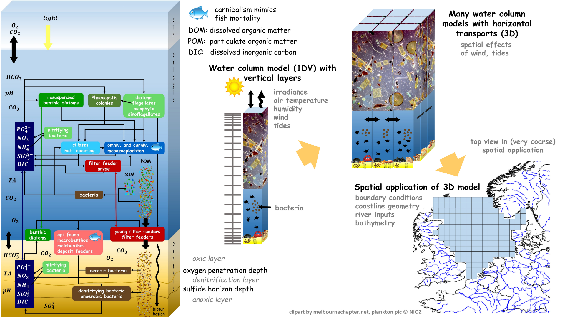 Spatial modelling with the GETM-ERSEM-BFM model.