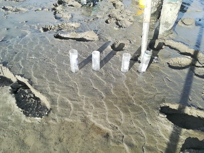 Sampling in the Westerschelde (© D. Rios Yunes).