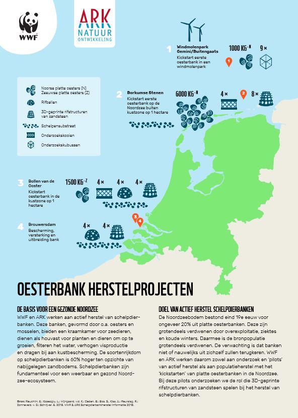 Lees meer over de oesterbank herstelprojecten van WWF en ARK natuurontwikkeling