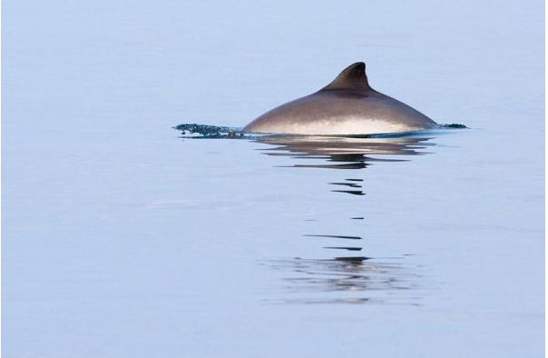 Harbour Porpoise, Photo: Kees Camphuysen