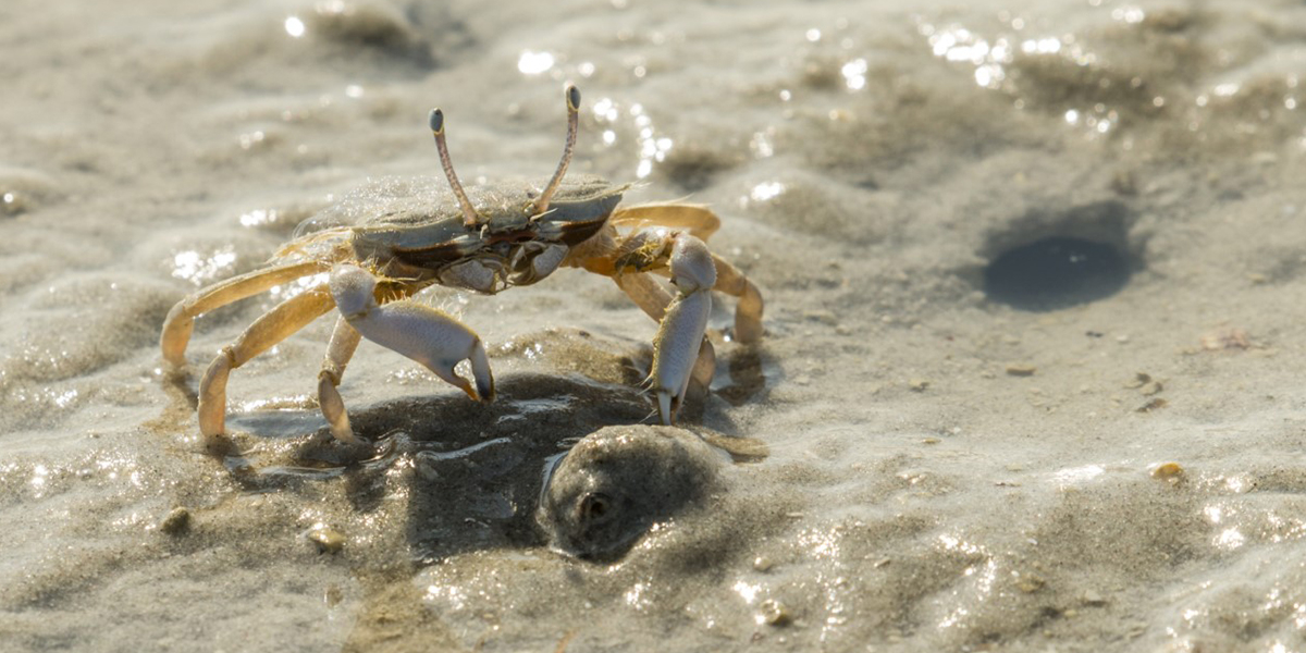 The most abundant crab in Barr Al Hikman is the sentinel crab Macrophthalmus Sulcatus. Literally billions of these crabs live in the area. It is an essential food source for many shorebirds that winter in Barr Al Hikman. Photo: Jan van de Kam
