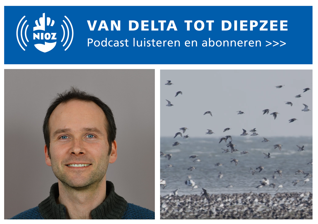 Podcast 3 De kanoet als graadmeter van de stand van het Wad met ecoloog Allert Bijleveld