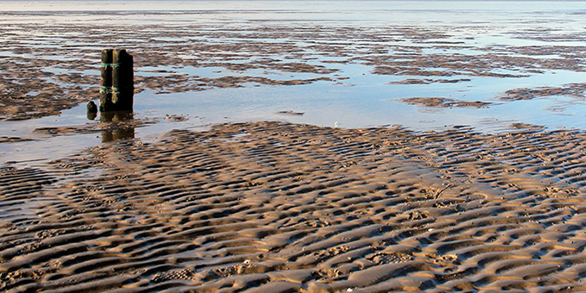 Intertidal sediments of the Wadden Sea host populations of N2O-reducing flavobacteria. Photo: Karina Mannott