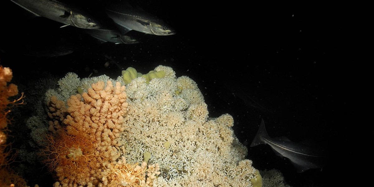 Cold water coral reef in de deep sea. The deep sea is all water deeper than 200 meters. Sunlight cannot penetrate to these depths. Photo: Dick van Oevelen (NIOZ)