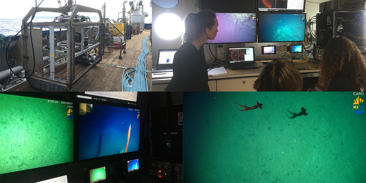 The video hopper (top left). All eyes on screens during benthic video transects (top right). The hooper was also used for bottom and pelagic video transects (bottom left), here featuring an individual from the Mastigoteuthis genus (bottom two photos). 