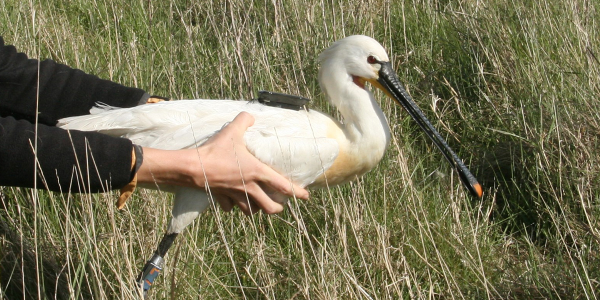 Spoonbill with a GPS tag. Photo: Tamar Lok