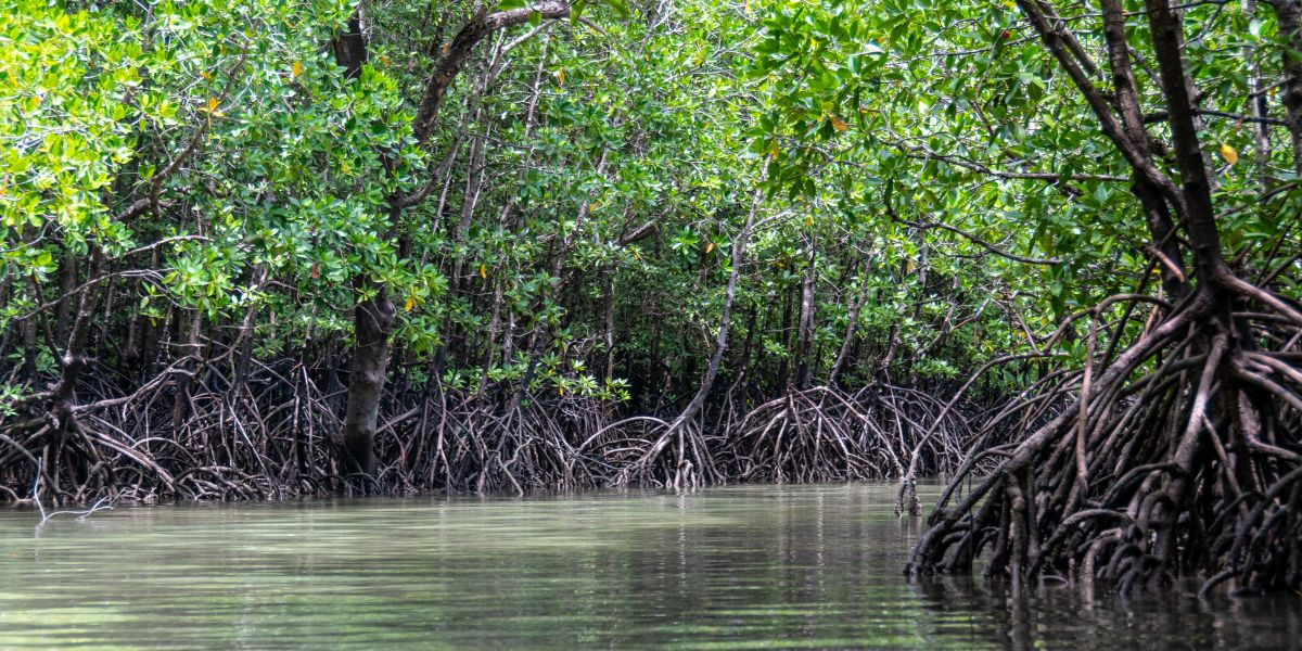 Mangroves