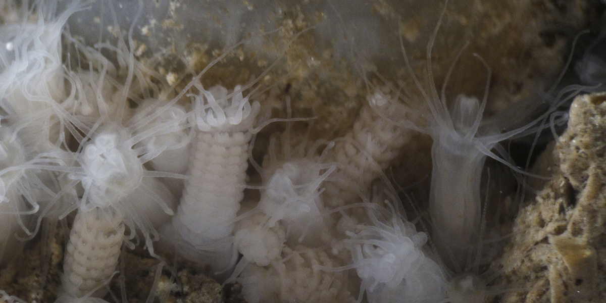 Jellyfish polyps attached on a hard substrate. Photo: Lodewijk van Walraven