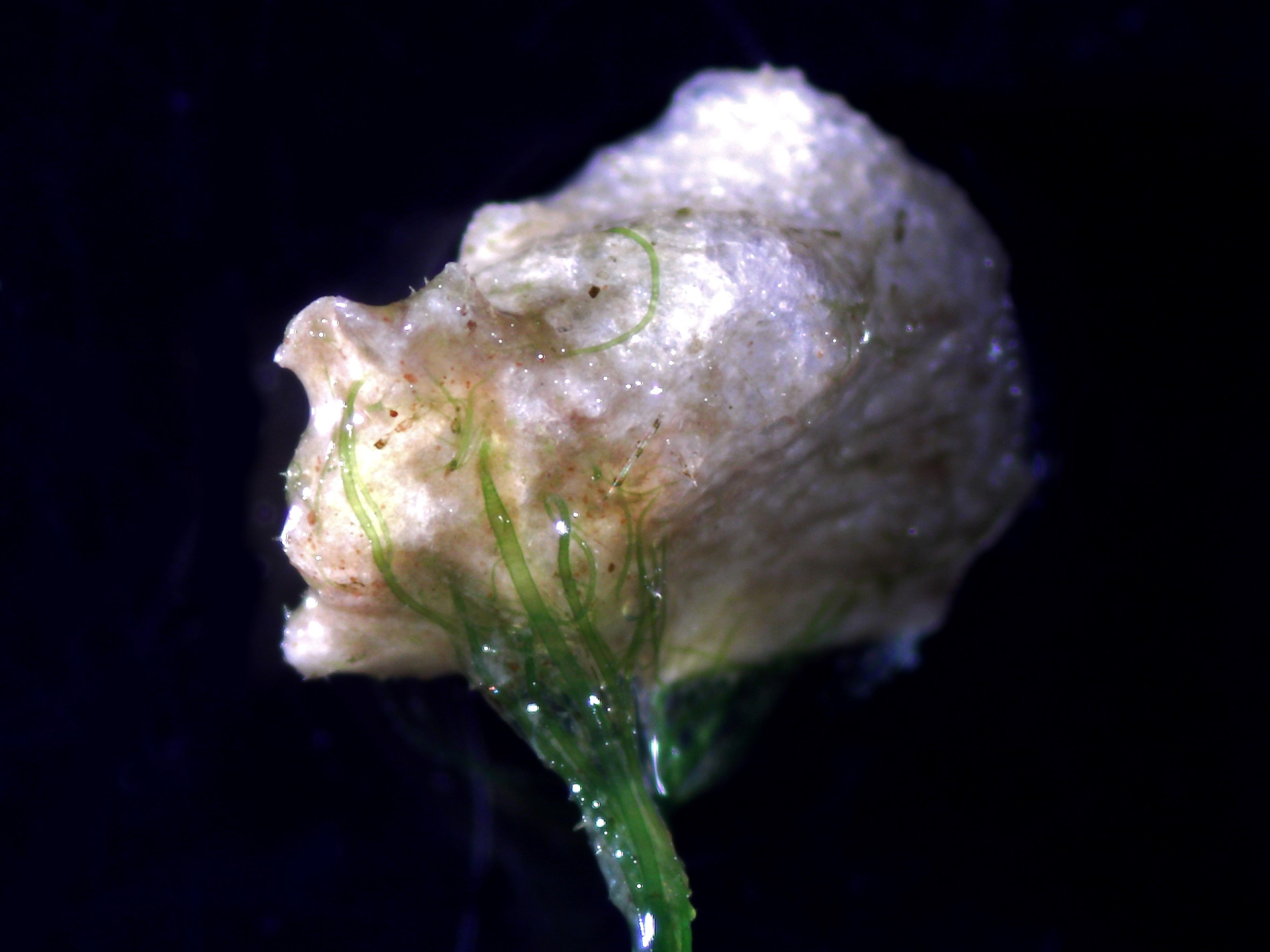 A 1 mm small micro plastic particle (possibly polystyrene) with attached filamentous algae, photo: NIOZ