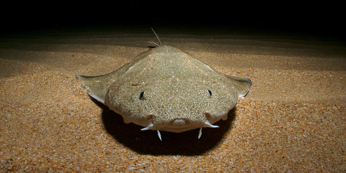 A juveline angelshark. Photo: Michael J. Sealey